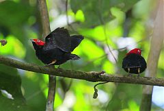 Round-tailed Manakin